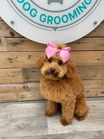 Hair of the Dog - Dog Grooming Services