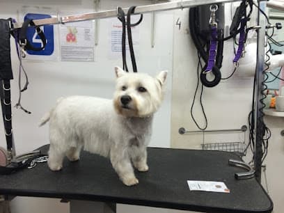 Absolutely Animals Dog Grooming - Dog Grooming Services