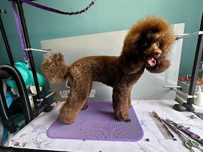 4 Paws Dog Stylist - Dog Grooming Services