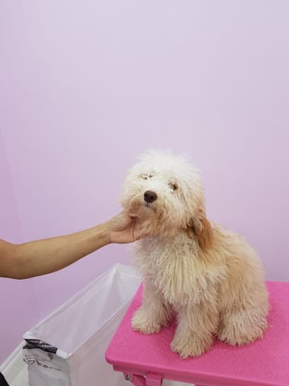 Teddy Bear Dog Grooming - Dog Grooming Services