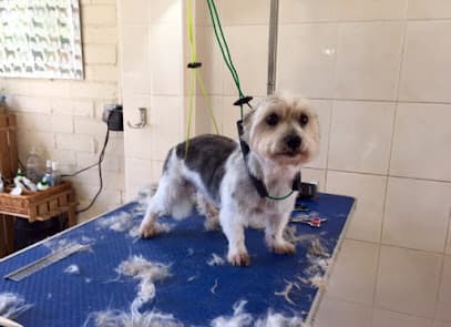 Lily's Dog Grooming Salon - Dog Grooming Services