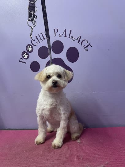 Posh Pooch Mobile Dog Grooming - Dog Grooming Services