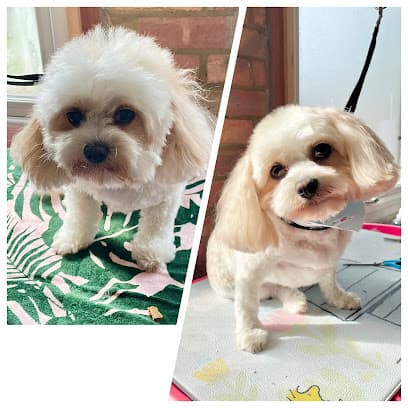 Little Cottage Dog Grooming - Dog Grooming Services