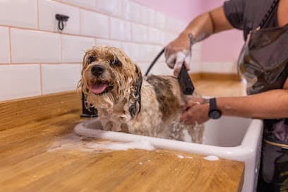 Dog & Groom - Dog Grooming Services