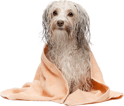 Ayla's Pet Store Clapham - Dog Grooming Services