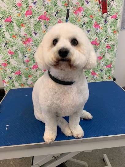 Perfect Pooch Boutique Grooming Salon - Dog Grooming Services