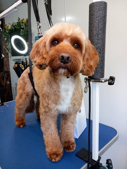 Toff's Dog Grooming Studio and Spa - Dog Grooming Services