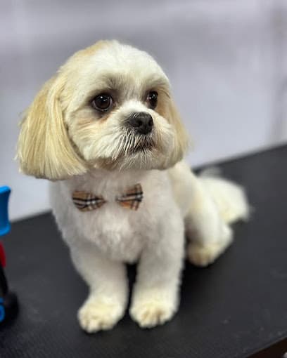 Lily's Club Dog Grooming - Dog Grooming Services