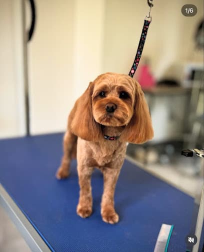 drb dog grooming - Dog Grooming Services