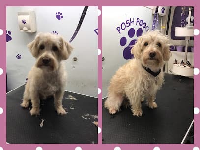 Poochie Palace - Dog Grooming Services