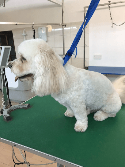 Absolutely No Tangles - Dog Grooming Services